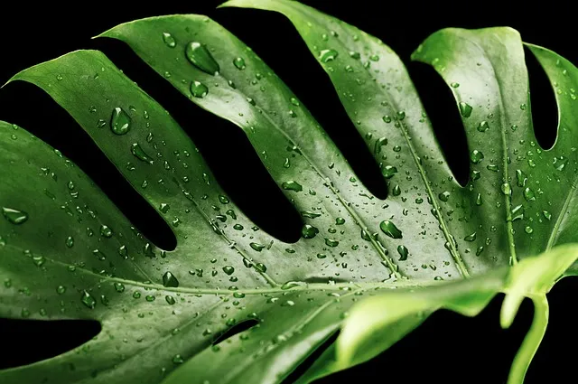 Monstera pielęgnacja – co należy wiedzieć?