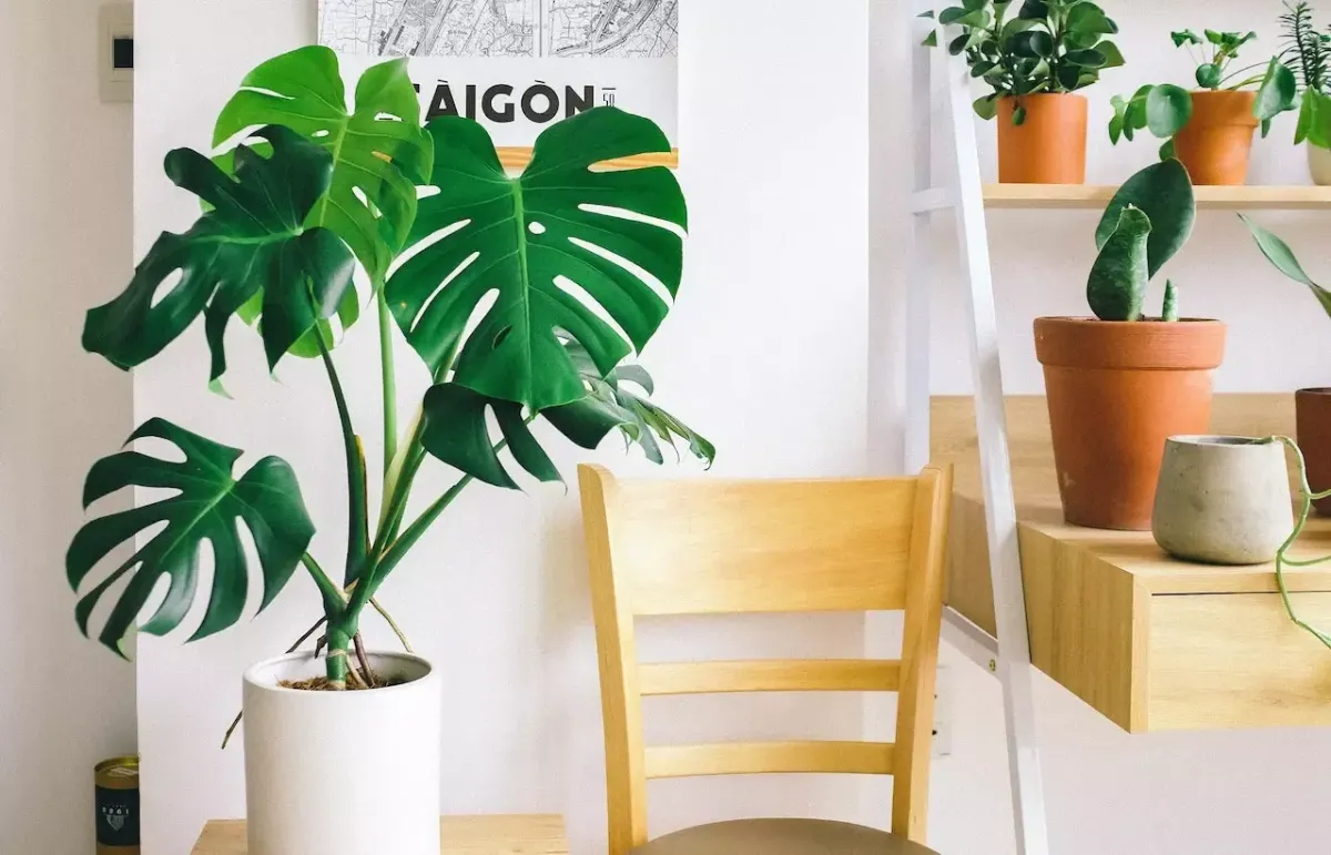 Monstera pielęgnacja – co należy wiedzieć?
