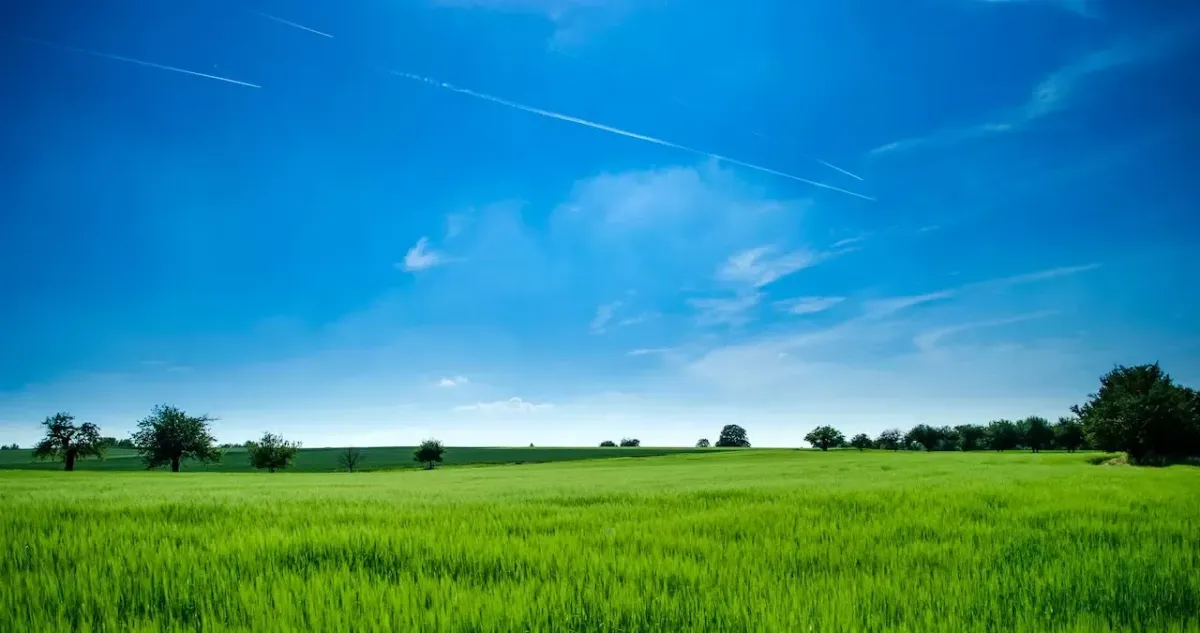 Jak siać trawę? Najlepsze metody